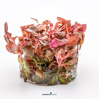 Alternanthera Reineckii 'Purple' - Imagen 2