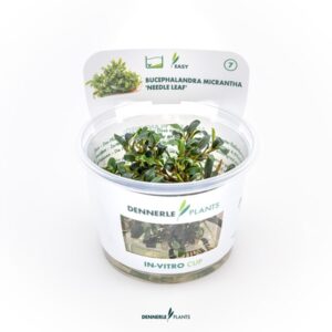 Bucephalandra micrantha 'Needle Leaf'