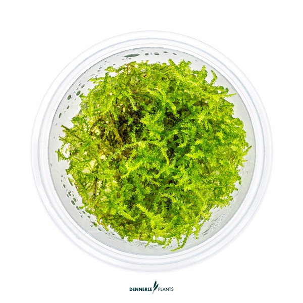 Vesicularia montagnei ‘Christmas Moss’ - Imagen 3