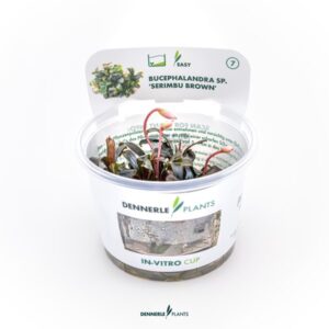 Bucephalandra sp. ´Serimbu Brown´