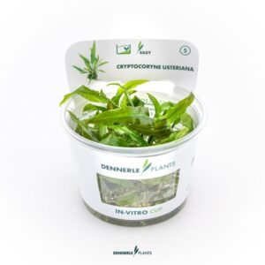Cryptocoryne usteriana