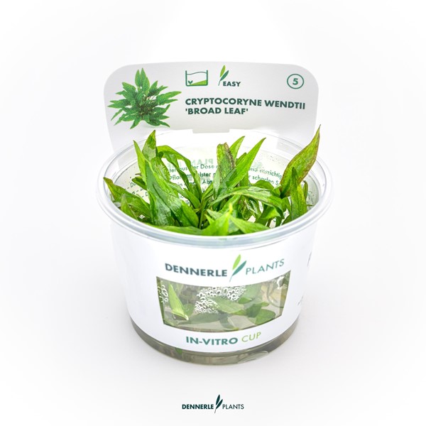 Cryptocoryne wendtii 'Broad Leaf'