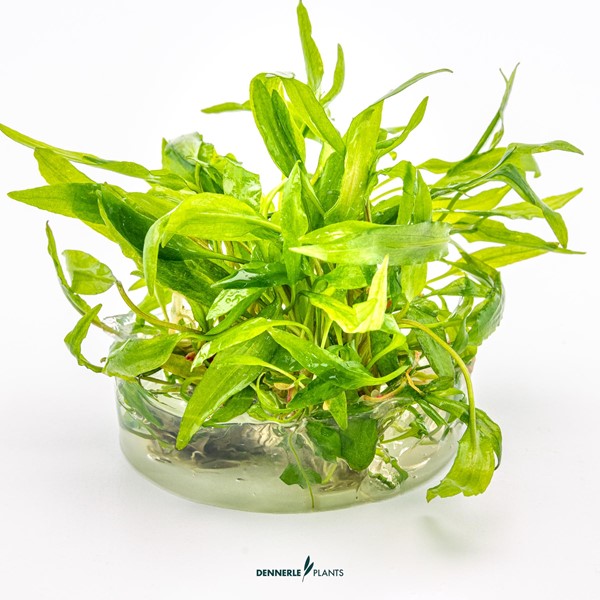 Cryptocoryne wendtii 'Broad Leaf' - Imagen 2