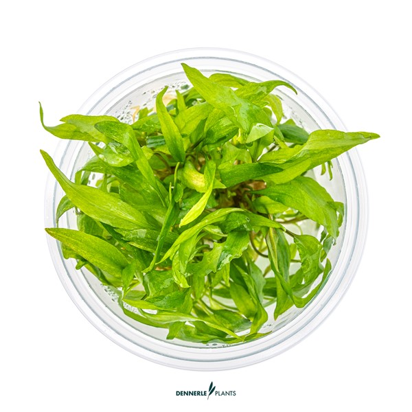 Cryptocoryne wendtii 'Broad Leaf' - Imagen 3
