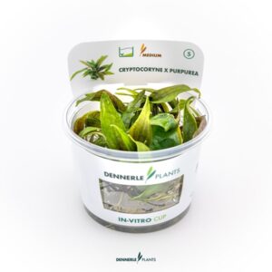 Cryptocoryne x purpurea