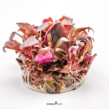 Alternanthera reineckii 'Mini' - Imagen 2