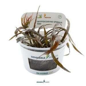 Cryptocoryne spiralis 'Red'