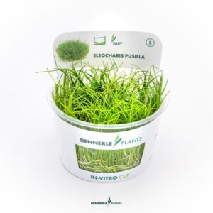 Eleocharis pusilla