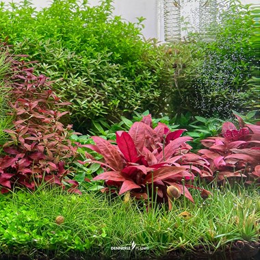 Alternanthera reineckii 'Mini' - Imagen 2