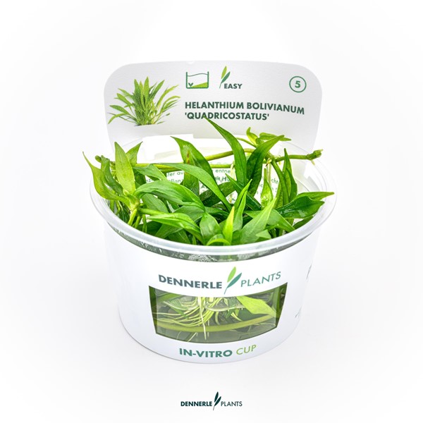 Helanthium bolivianum ´Quadricostatus´