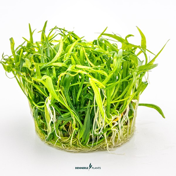 Helanthium tenellum ´Broad leaf´ - Imagen 2
