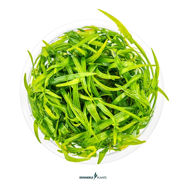 Helanthium tenellum ´Broad leaf´ - Imagen 3