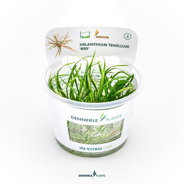 Helanthium tenellum ´Red´
