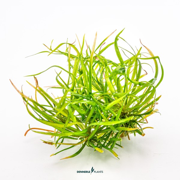 Helanthium tenellum ´Red´ - Imagen 2
