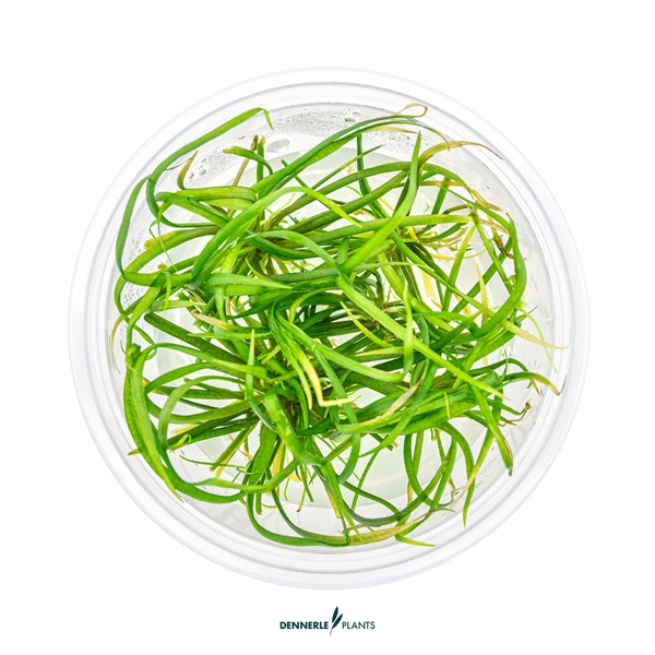Helanthium tenellum ´Red´ - Imagen 3