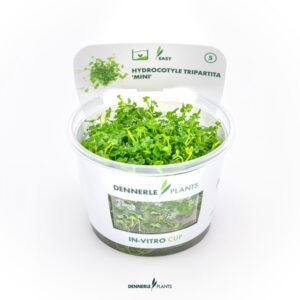 Hydrocotyle tripartita ´Mini´