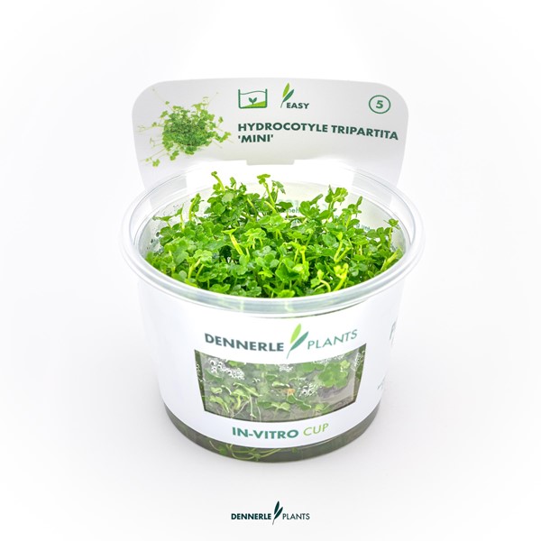 Hydrocotyle tripartita ´Mini´