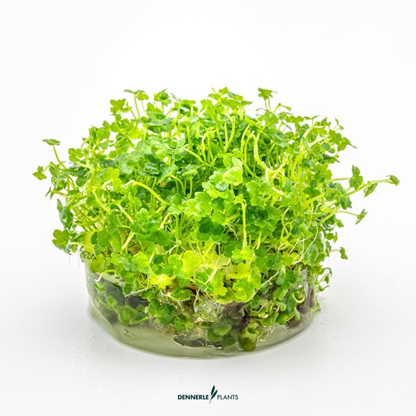 Hydrocotyle tripartita ´Mini´ - Imagen 2