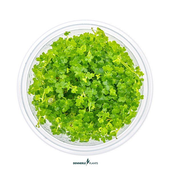 Hydrocotyle tripartita ´Mini´ - Imagen 3