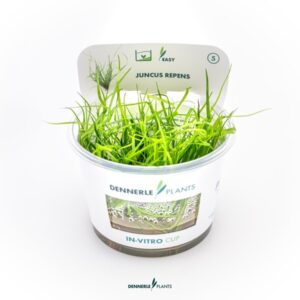 Juncus repens
