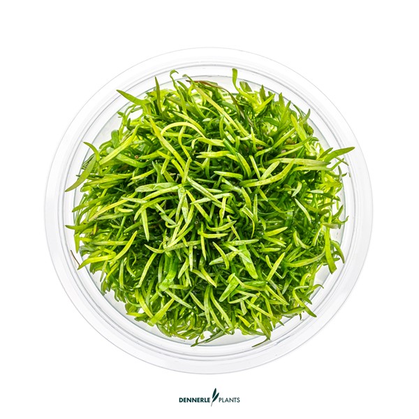 Lilaeopsis brasiliensis - Imagen 3