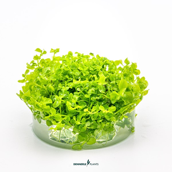 Micranthemum tweediei 'Montecarlo' - Imagen 2
