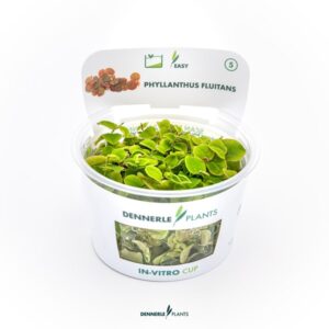 Phyllanthus fluitans