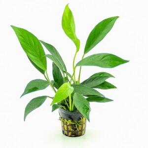 Anubias Barteri var. Glabra