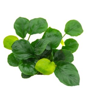 Anubias Barteri var. Nana 'Coin Leaf'