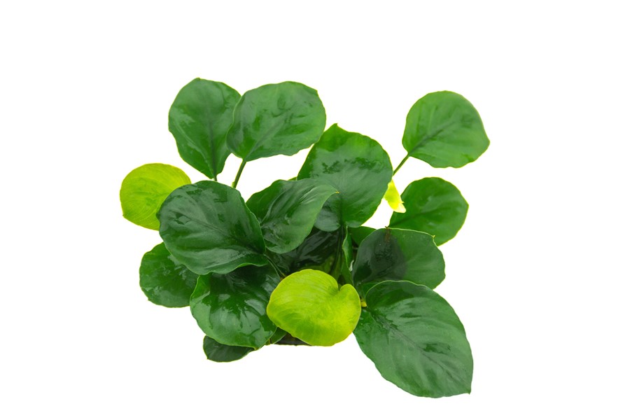 Anubias Barteri var. Nana 'Coin Leaf'