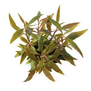Alternanthera reineckii 'Mini'