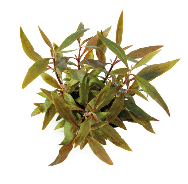 Alternanthera reineckii 'Mini'