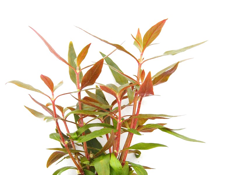 Alternanthera reineckii 'Mini' - Imagen 2