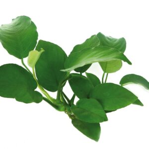 Anubias Barteri