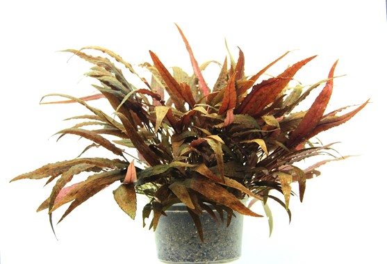 Cryptocoryne Affinis