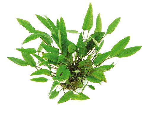 Cryptocoryne Affinis - Imagen 2