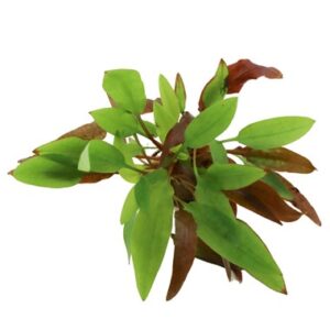 Cryptocoryne Affinis 'Dark Orange'