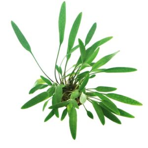 Cryptocoryne Lucens