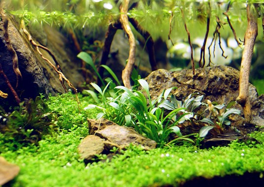 Cryptocoryne Parva - Imagen 2