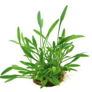 Cryptocoryne Parva