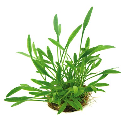 Cryptocoryne Parva