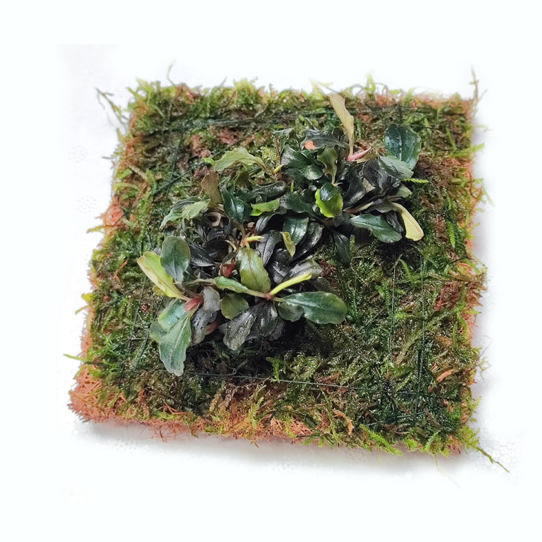 Blau Coco Mat - Imagen 2