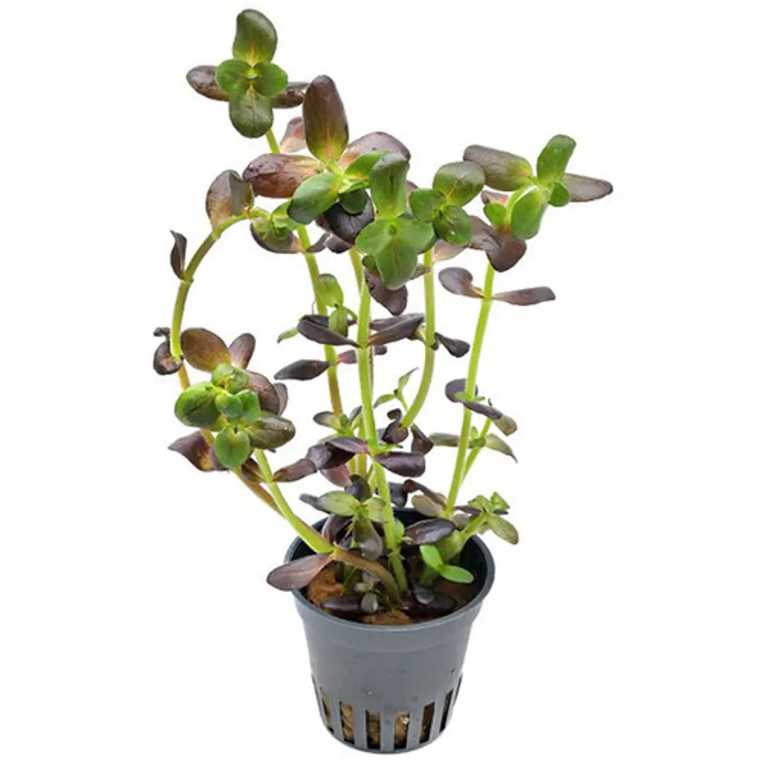 Bacopa Salzmannii