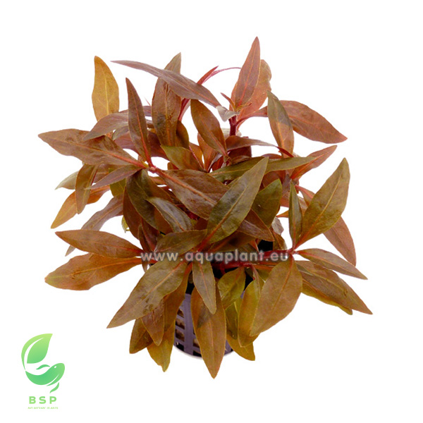 Alternanthera reineckii 'Mini'
