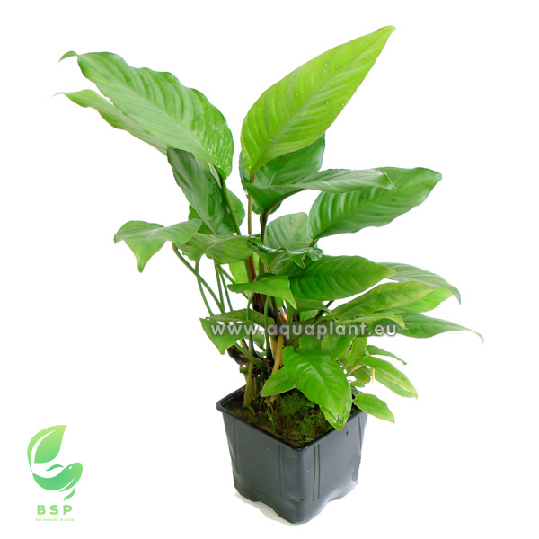 Anubias Heterophylla
