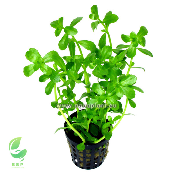 Bacopa Monieri