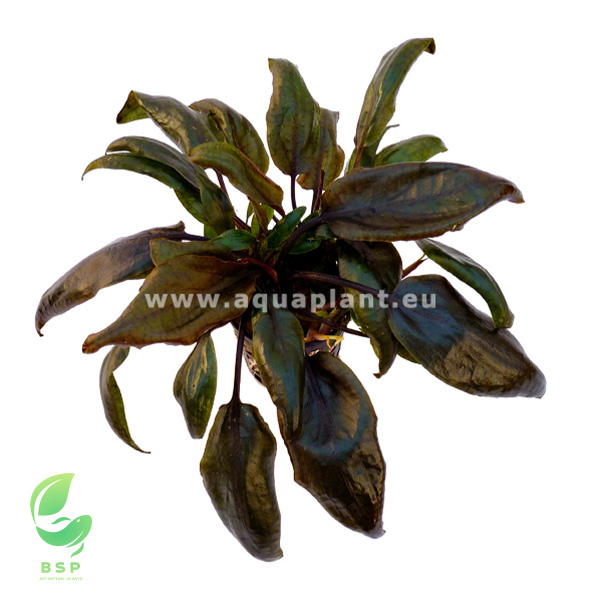 Cryptocoryne Purpurea