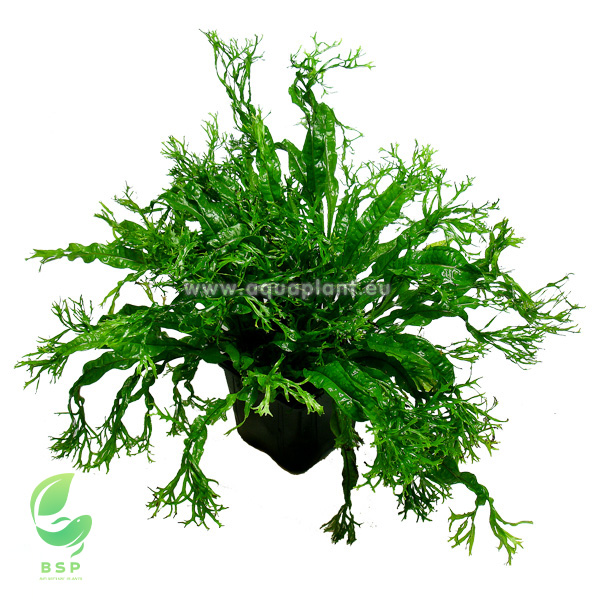 Microsorum Pteropus Windelov