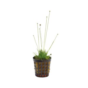 Eriocaulon Cinereum