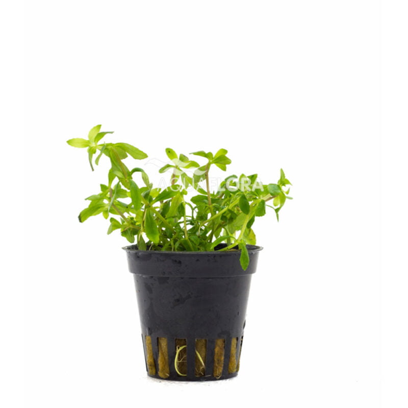 Limnophila sp. Vietnam